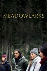 Meadowlarks